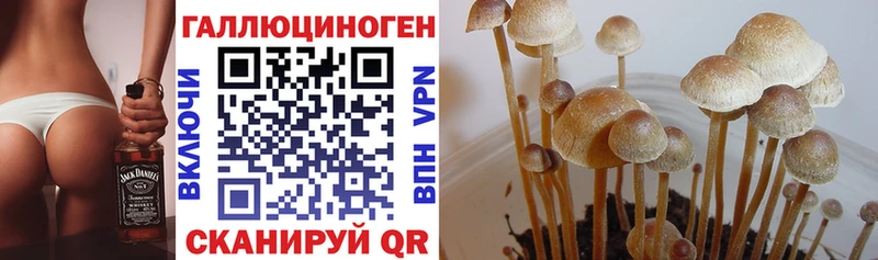 закладки  Черногорск  Псилоцибиновые грибы MAGIC MUSHROOMS 